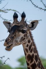 Obraz premium The lovely giraffes in Tanzania