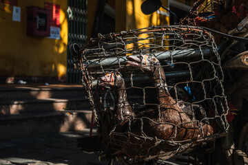 Muscovy ducks and a chicken confined inside a wire mesh basket at a local market © Александр Коноплев