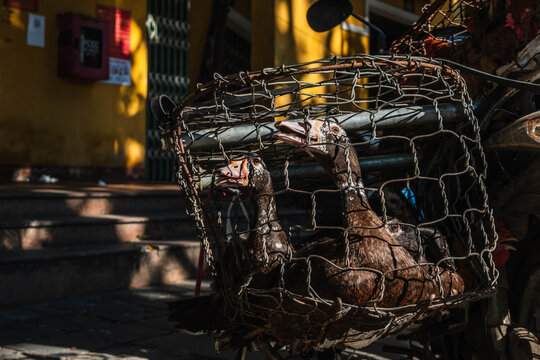 Muscovy ducks and a chicken confined inside a wire mesh basket at a local market