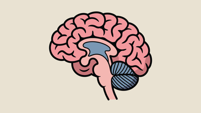 Detailed anatomical cross-section of the human brain highlights different regions and internal structures for educational and medical use.