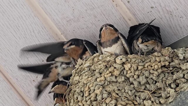 한국,제비,제비새끼,육추,새,Korea, Swallow, Swallow chick, Brooding, Bird
