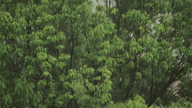 Tokyo,Japan - June 12, 2026: Heavy rain  in the afternoon