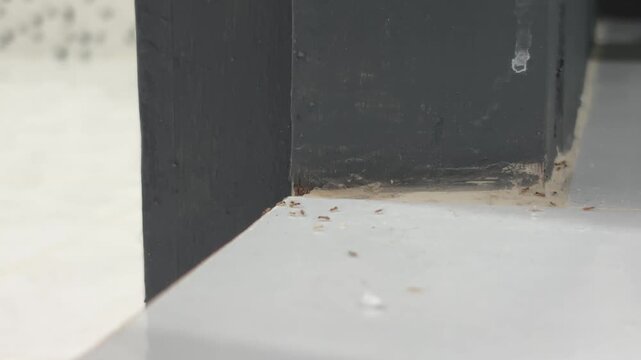 Close-up shot of group of ant walking across a ceramic tile floor inside a home near a bathroom. The ant moves naturally along the grout line. Realistic indoor lighting, shallow depth of field.