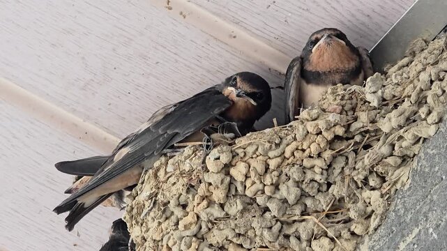 한국,제비,제비새끼,육추,새,Korea, Swallow, Swallow chick, Brooding, Bird