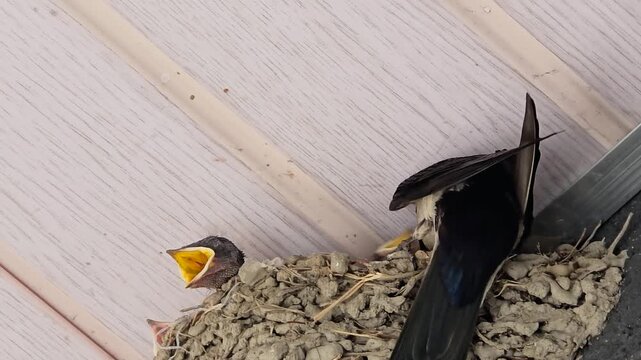 한국,제비,제비새끼,육추,새,Korea, Swallow, Swallow chick, Brooding, Bird