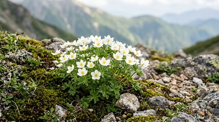 Obraz premium Botanical stock image of healthy anemone leaves and flower stock image for plant identification and herbal remedy guides