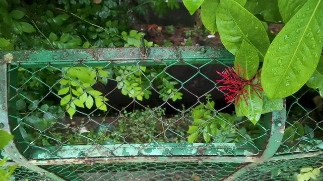 Red ixora flower bud growing beside an old green wire mesh garden fence