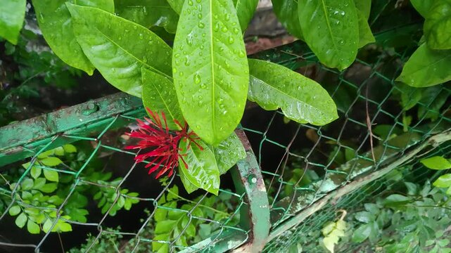 Red ixora flower bud with wet green leaves beside a wire mesh garden fence