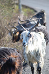 Fototapeta premium White goat walking on the road Livestock idea concept. Flock of goats. Animal. No people, nobody. Vertical photo.