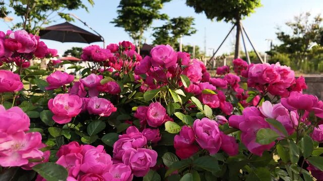 Slow motion footage of blooming pink roses in an urban park with trees and blurred background on a sunny day.