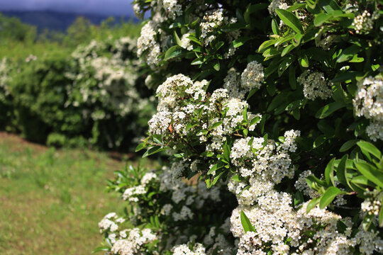 Close-up of Pyracantha or Firethorn bush with many white flowers on branches on early summer