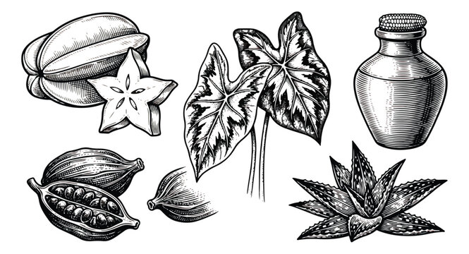 Vintage botanical engraving set, hand drawn tropical plants and cocoa beans vector, starfruit and aloe vera sketch, organic skincare ingredients
