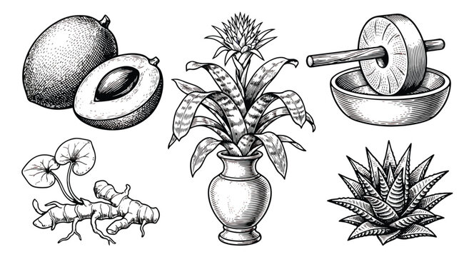 Vintage botanical engraving set, hand drawn tropical plants and herbal medicine icons, black and white sketch of avocado and turmeric root