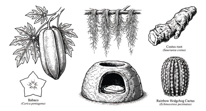 Vintage botanical illustration set, hand drawn babaco fruit and rainbow hedgehog cactus, antique woodcut style plant sketches, black and white vector