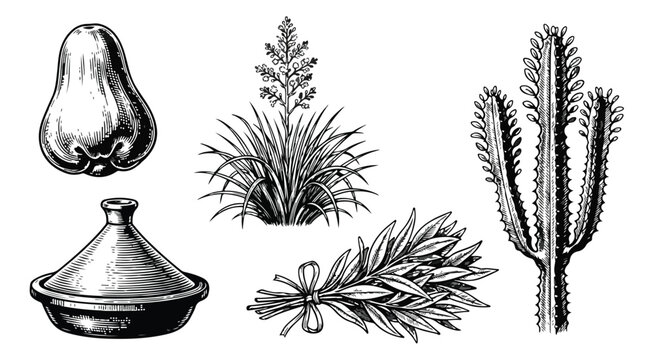 Vintage botanical and cultural vector set, hand drawn woodcut illustrations of cactus and tagine, antique engraved style plant and fruit icons