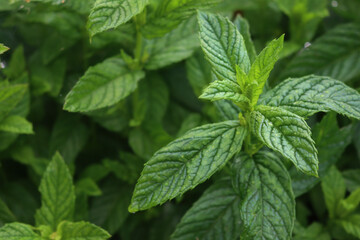 Close-up of green Mint or Peppermint plants in the vegetable garden. Mentha piperita © saratm