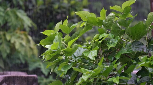 Indian Monsoon Rain Falling on Fresh Green Leaves in Suburban Garden. Heavy Rain Drops Pouring Down on Vibrant Green Shrub in Monsoon Season. Water Droplets During Seasonal Indian Rain.