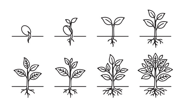 Seedling growth stages in a linear progression showing plant development from sprout to tree