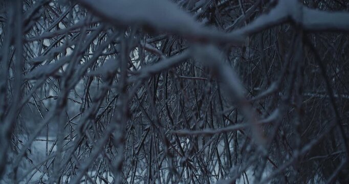 Frozen Tree Branches Covered in Thick Ice After Freezing Rain