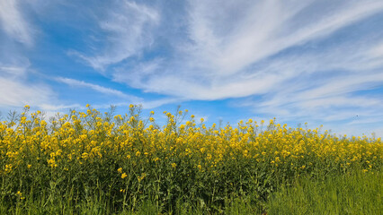 Obraz premium blooming fields of canola in Bohemian Paradise, Czech republic