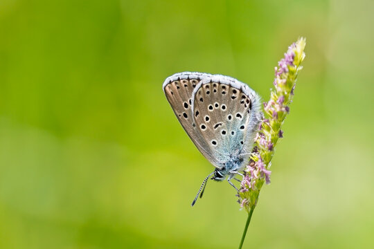 Large Blue Butterfly (Phengaris arion) resting with wings closed, Green Down, Somerset, UK