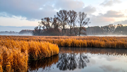 Obraz premium Late autumn marshland with tall golden reeds beside still dark water creating a peaceful serene quiet beautiful moody immersive landscape photograph generative AI