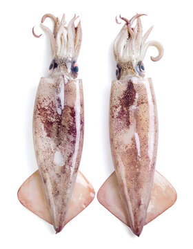 Fresh Market Squid Two Pieces Showing Interior and Exterior on White Background
