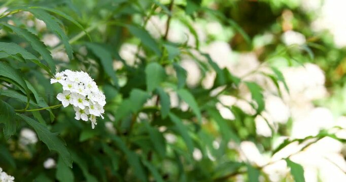 Beautiful white spirea flowers blooming with right copy space