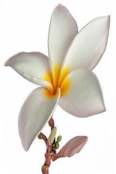 Fleur de Frangipanier 