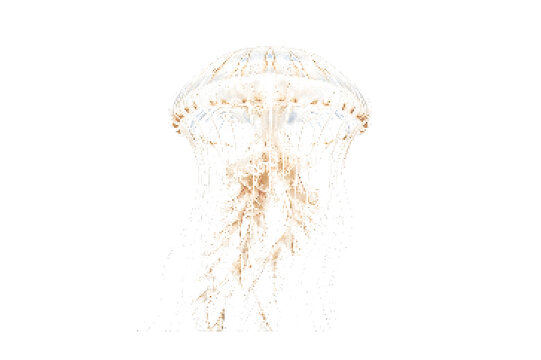 Detailed illustration of a jellyfish with long tentacles in blue and pink hues