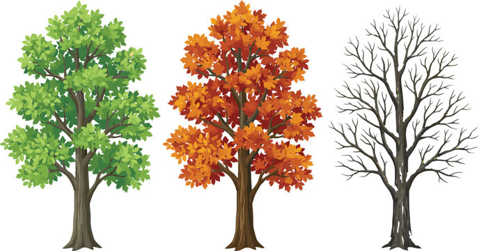 Seasonal trees vector illustration set showing summer green foliage, autumn orange leaves and winter branches