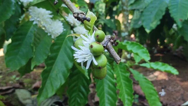 Close-up shot capturing a coffee plant branch displaying the simultaneous growth of fresh white flowers and young green berries.