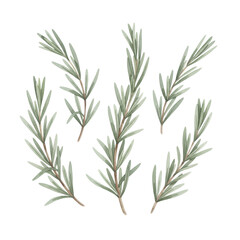 Fototapeta premium Fresh rosemary sprigs with needle-like grey-green leaves and brown stems in a delicate watercolor style on a white background organic botanical atmosphere