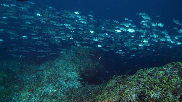 Deep underwater shot of school of silver fish swimming in deep dark water