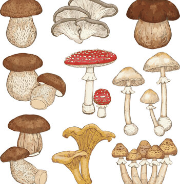 Created on Beautiful Hand drawn Set of boletuses, oyster mushrooms, ceps, grebes, fly agarics, boletuses, chanterelles, honey agarics design on white background