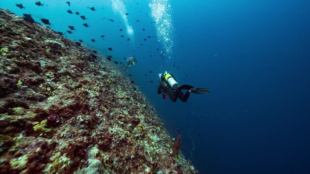 Underwater shot of SCUBA Divers swimming along the colourful coral wall of Peleliu, Palau
