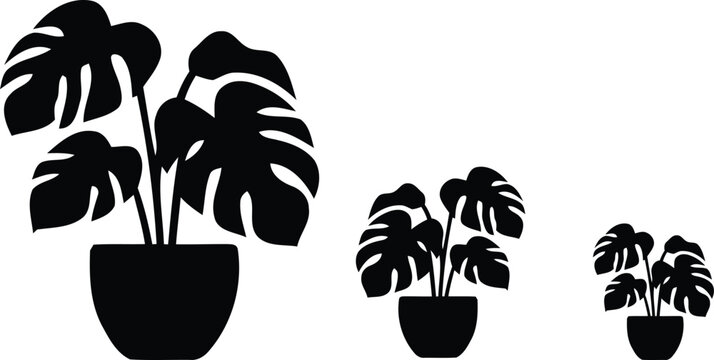 Three potted monstera houseplants in different sizes in a row illustration with monstera houseplant tropical isolated