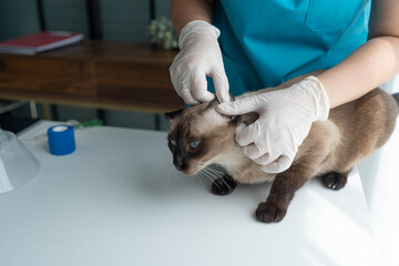 Veterinarian Treating Cat with Health Check and Vaccine at Clinic © Wanda