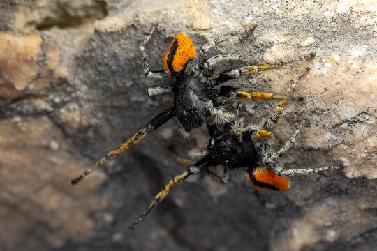 Beautiful Jumper spider - Philaeus chrysops, beautiful small jumping spider from Euroasian open and warm areas, Pag island, Croatia.