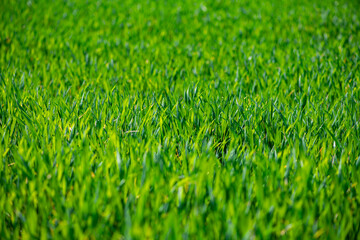 Obraz premium Grass texture shows bright green meadow detail. Grass in field creates fresh pattern. Rural grass suits outdoor spring background. Selective depth keeps grass soft.