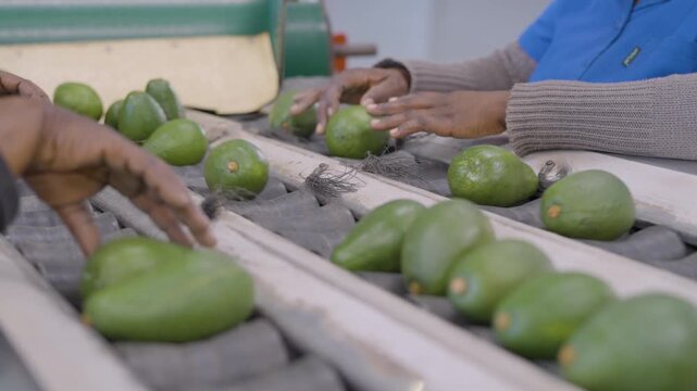 Hands carefully check and sort fresh avocados on a conveyor in a packaging facility. Great for agricultural process visuals or supply chain illustrations.