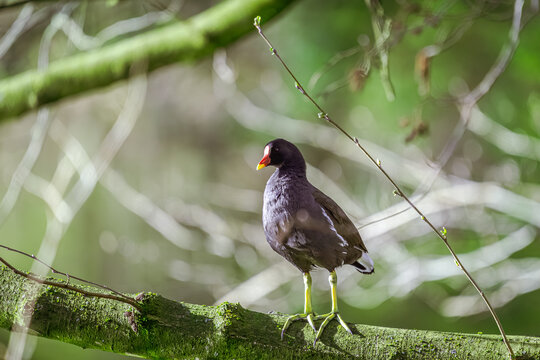 uf einem bemoosten Ast, fast wie ein kleiner W&auml;chter, der &uuml;ber das verborgene Leben im Waldweiher wacht, hat das Teichhuhn seinen Platz gefunden. Mit seinem leuchtend roten Schnabel bildet es einen fa