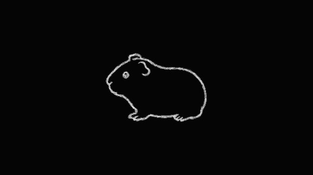 Sketch guinea pig outline icon animation - smooth progressive reveal
