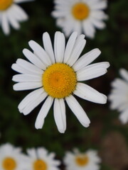 Fototapeta premium Close up of a blooming shasta daisy flower