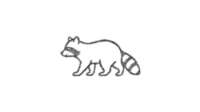 Sketch raccoon outline icon animation - smooth progressive reveal