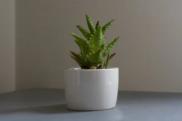 Fototapete Toilette Small green succulent in minimalist white pot. Plant sits on plain gray surface. Soft light highlights its leafy texture. Clean background emphasizes natural simplicity  © jinhongljh