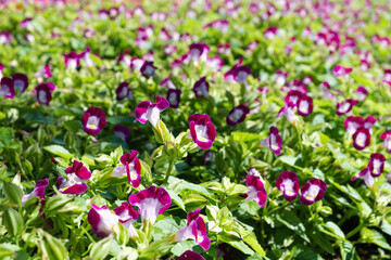 Fototapeta premium Abundant blooming torenia flowers