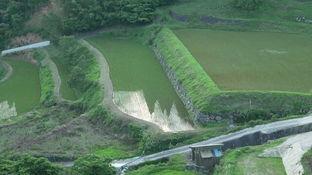 水面に光が反射する美しい石垣の棚田 4K（固定撮影）

