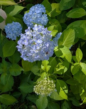 Blue Hydrangea Flowers Blooming in Sunlight with Fresh Green Leaves