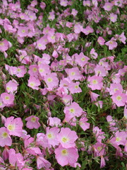 Fototapeta premium Pink evening primrose flowers in full bloom